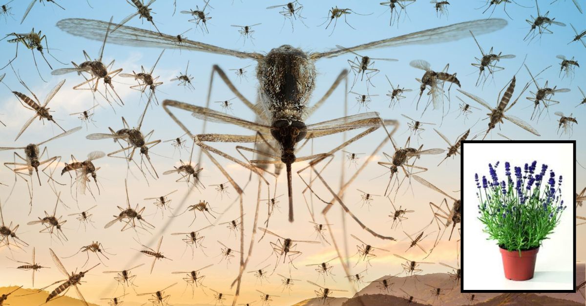 Mosquitoes: ఇంటి చుట్టూ ఈ 5 మొక్కలు పెంచితే చాలు.. వీటి వాసనంటే దోమలకు మహా చిరాకు.. దోమలకు చెక్!