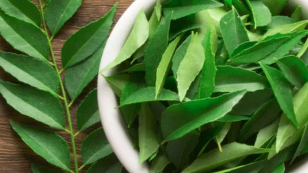 Healthy Leaves: కాళీ కడుపుతో ఈ ఆకులు నమిలితే... కొలెస్ట్రాల్ నుండి కిడ్నీ వరకు అన్నీ సెట్!
