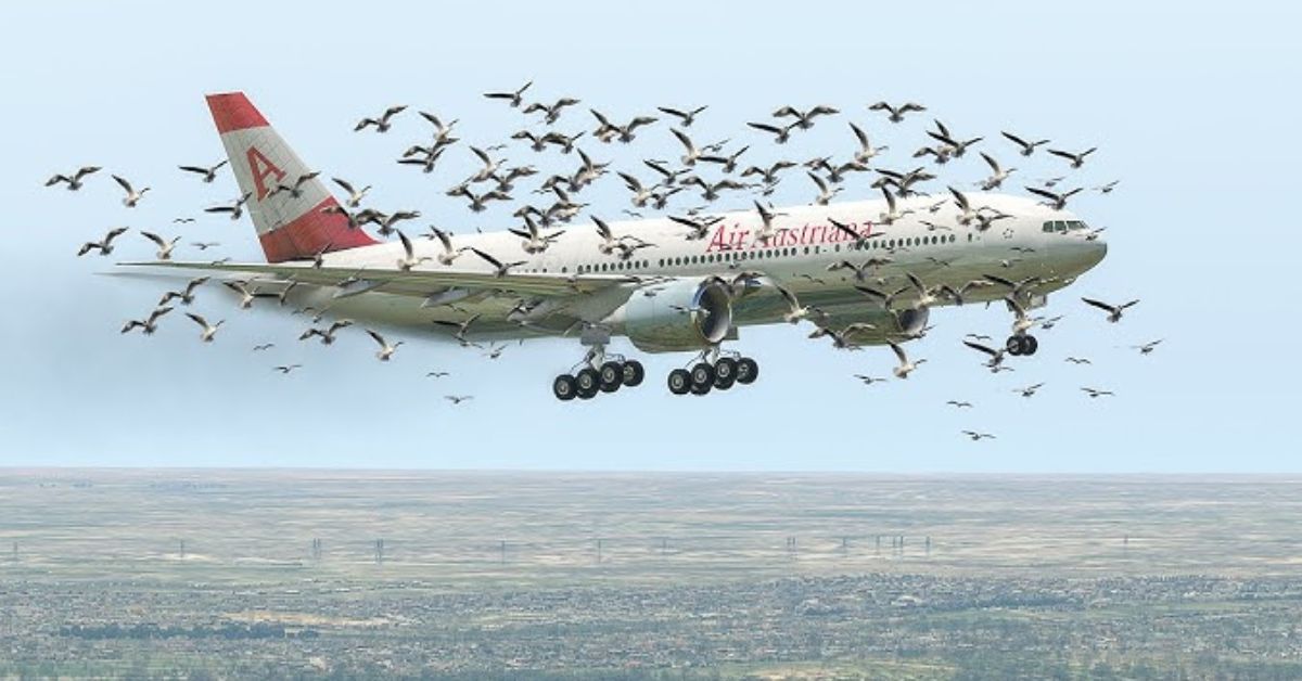 Boeing 777: పక్షుల గుంపు ఢీకొట్టిన Boeing 777..  పైలట్ సమయస్ఫూర్తితో సేఫ్ ల్యాండింగ్!