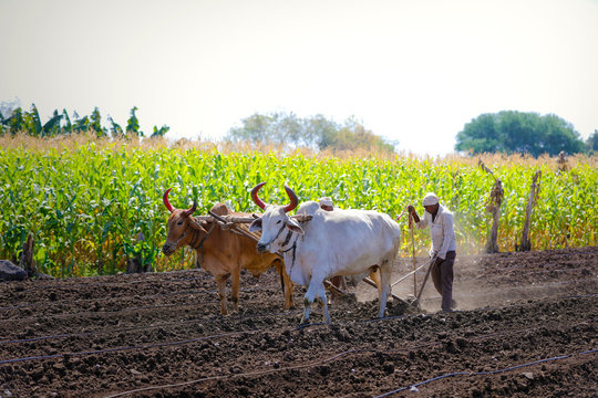 Agriculture News: ప్రభుత్వం నిషేధించినప్పటికీ  రైతులు ఆ పంటపై ఎందుకు ఎక్కువ ఆసక్తి చూపిస్తున్నారు? అధిక లాభాల కారణమా?