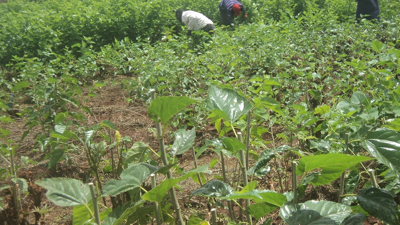 Farmers: ఏపీలో రైతులకు శుభవార్త! అక్కడ నెలకు రూ.లక్ష ... 90శాతం రాయితీ!