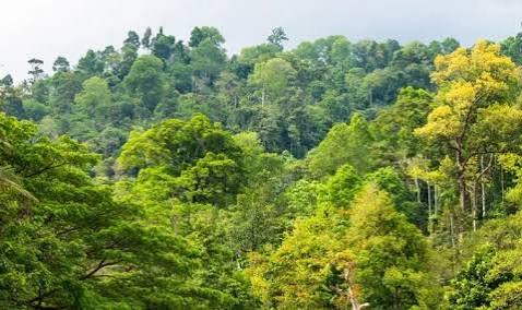 Forest Report: 2025 గ్లోబల్ ఫారెస్ట్ రిపోర్ట్! టాప్ 10 లో ఈ దేశాలు!