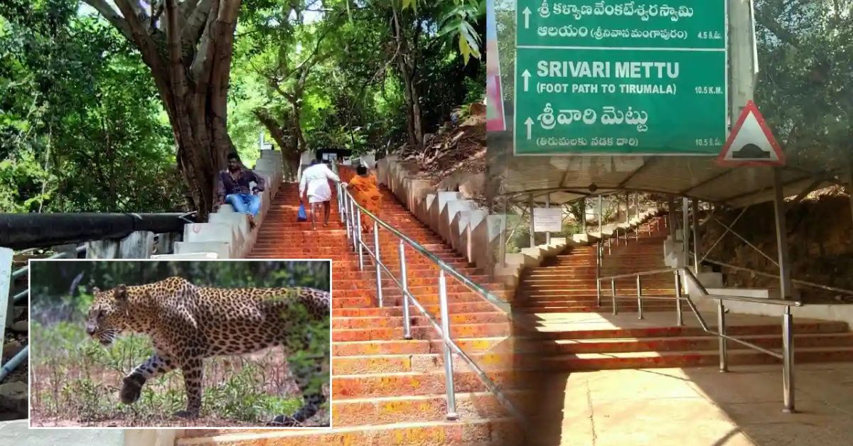 తిరుమలలో మళ్లీ చిరుత భయం.. శ్రీవారి మెట్టు మార్గంలో కలకలం! భక్తులు పరుగులు!