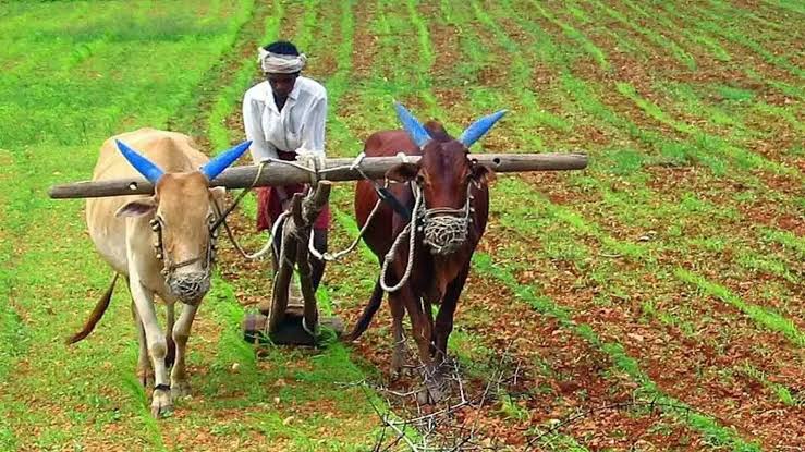 Farmers: రబీ సీజన్‌కు ఏపీ సిద్ధం..! రైతుసేవా కేంద్రాల్లో రాయితీ విత్తనాలతో...!