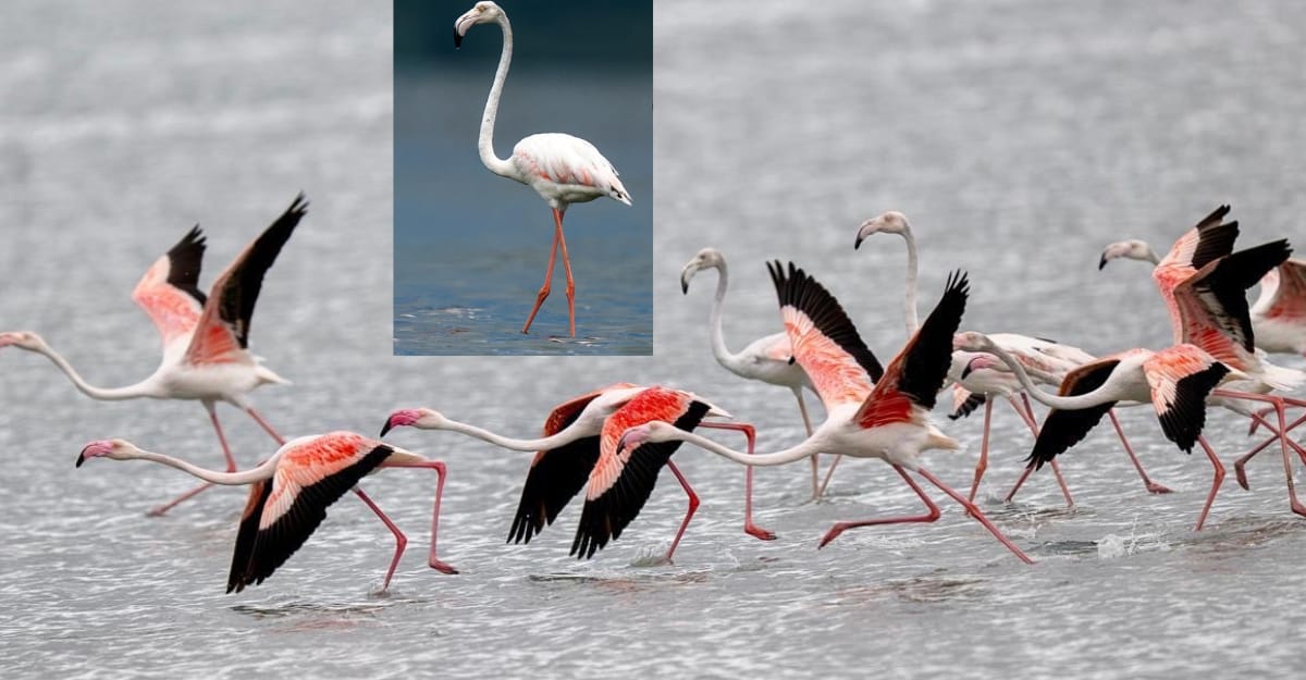 Pulicat Lake: పులికాట్‌ను ఎకో టూరిజం గమ్యస్థానంగా మలుస్తున్న ప్రభుత్వం… ఫ్లెమింగోల శాశ్వత నిలయ దిశగా అడుగులు!!