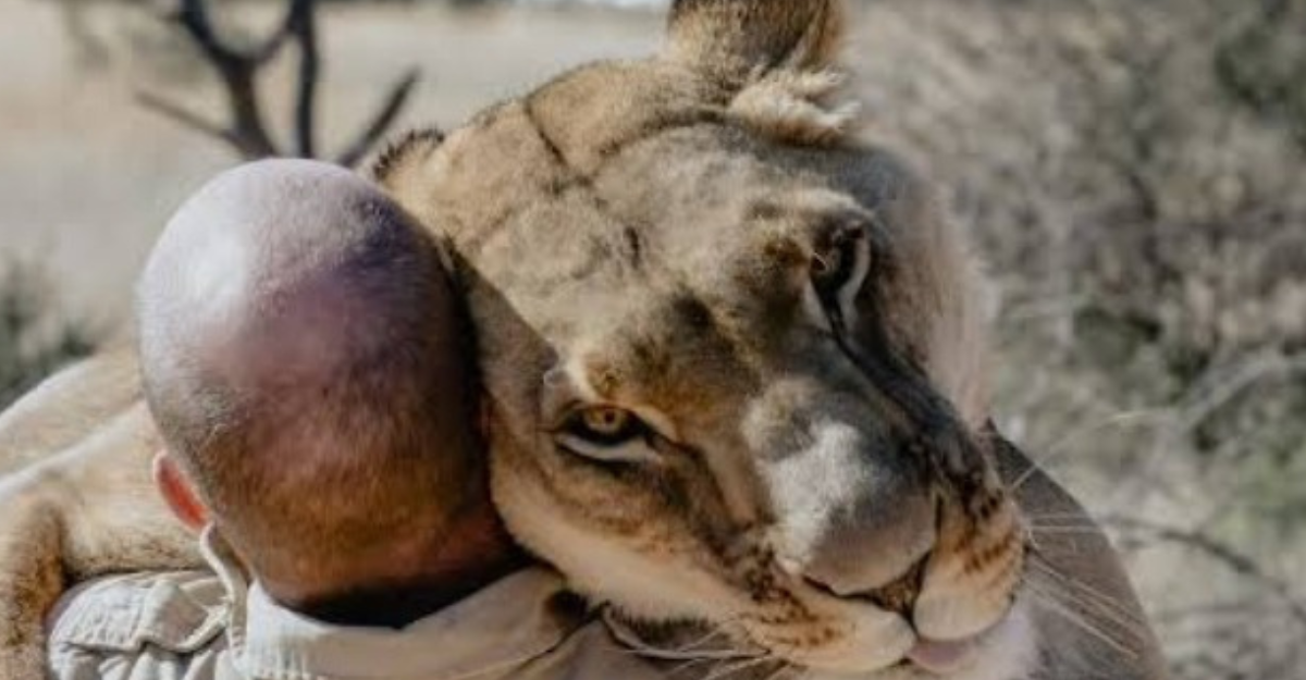 Wildlife: ఒంటరి ఆడ సింహి vs ఏడు సింహాలు: సిర్గా ప్రాణాలు ఎలా దక్కాయి?