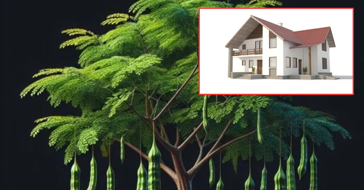 ఇంట్లో మునగ చెట్టు పెంచుతున్నారా? శుభమా, అశుభమా? చాలా మంది తెలియక చేసే పొరపాట్లు ఇవి!