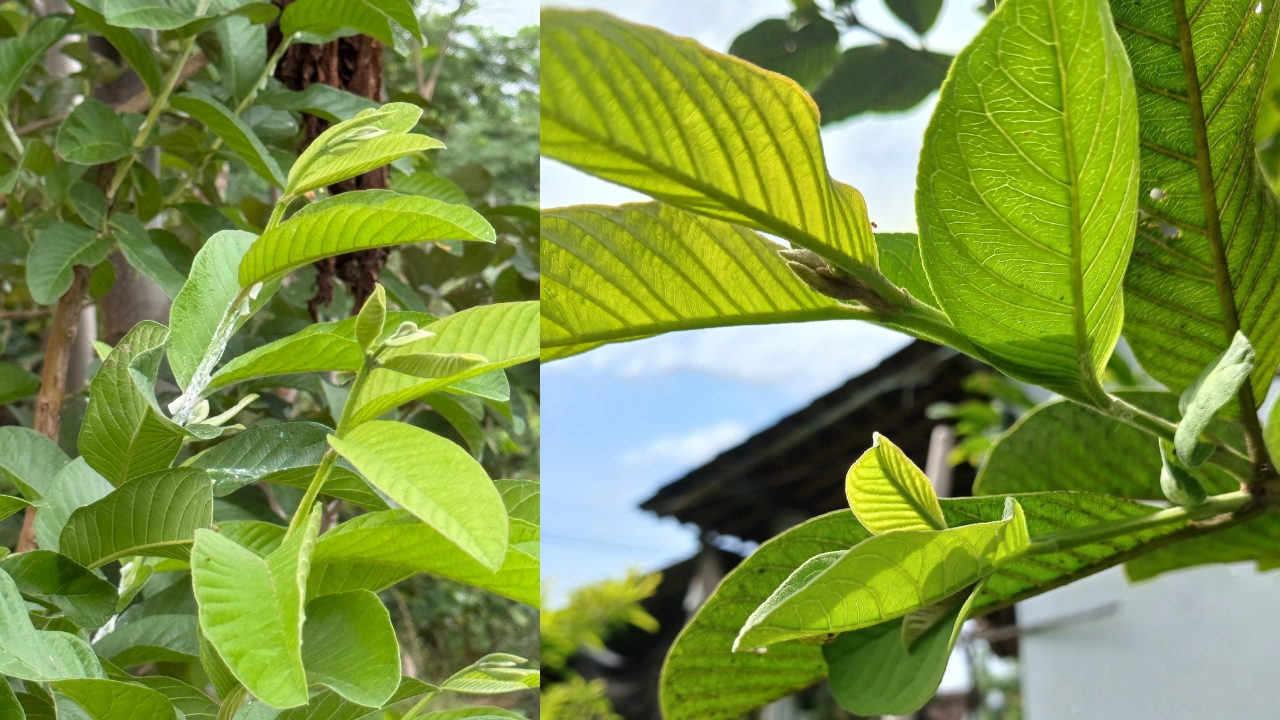 Health Tips: ఇవి రోజుకు రెండు ఆకులు తింటే చాలు...అన్ని సమస్యలకు అద్భుత ప్రయోజనాలు!