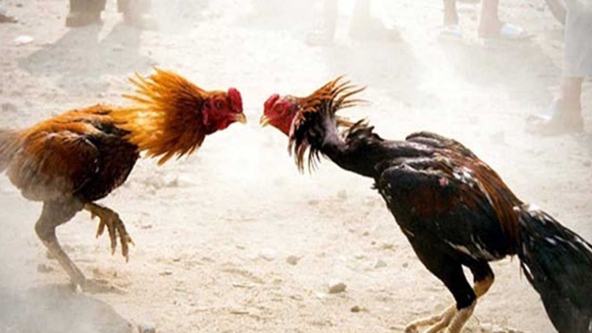 Sankranti Festival News: సంక్రాంతి బరిలో లక్షల విలువైన పుంజులు… ఈ పుంజుల ధర తెలిస్తే షాక్ అవ్వాల్సిందే!