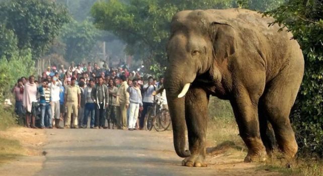Elephant threat: గ్రామాలపై ఏనుగు ముప్పు..  13 మంది మృతి.. . అడవిలోకి తరలించేందుకు ప్రయత్నాలు.. అయినా తగ్గని!