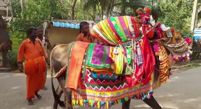 Sankranthi: సన్నాయి మేళాలు మౌనం.. డూడూ బసవన్నలకు దూరమవుతున్న జనం!