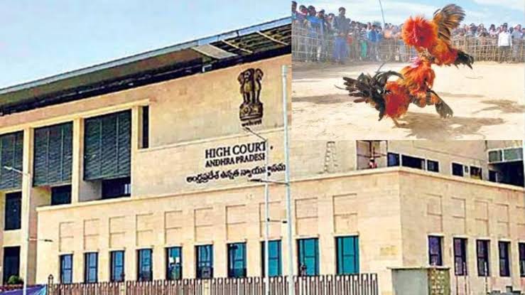 High court: పందెం రాయుళ్లకు హైకోర్టు షాక్..! కలెక్టర్లు, ఎస్పీలకు కఠిన ఆదేశాలు... ఆ జిల్లాలపై ప్రత్యేక నిఘా..!
