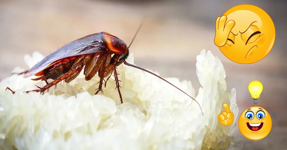 Cockroach: వంటింట్లో బొద్దింకలను శాశ్వతంగా తరిమికొట్టే చిట్కా.. ఏం చేయాలంటే? ప్రతి ఇంట్లో ఉండే..
