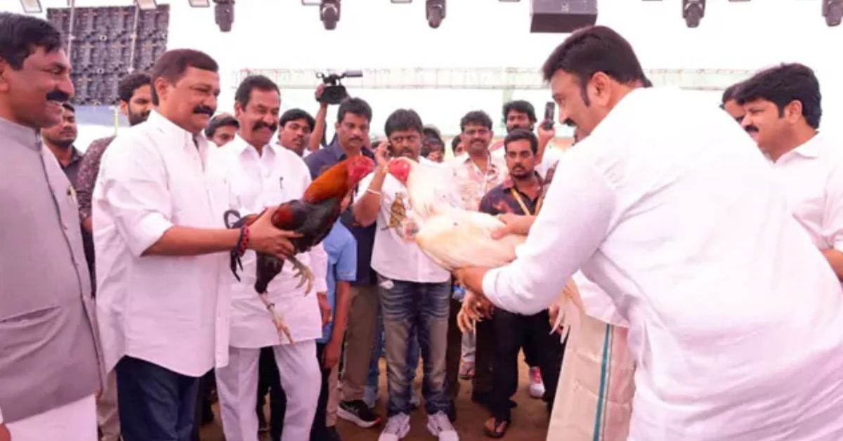 సంక్రాంతి బరుల్లో కోడిపందాల హోరు.. ఆ జిల్లాల్లో రాజకీయ నేతల సందడి.. పందెం కోళ్లతో..