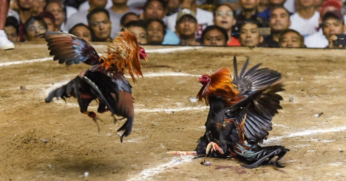 భారీ కోడి పందెం.. ఈ ఏడాది అక్కడ ఇదే అతిపెద్ద పందెం..!