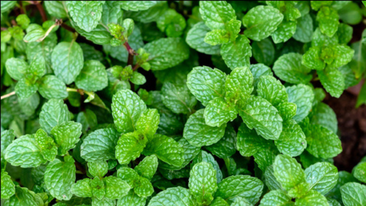 Home Garden Tips: మార్కెట్లో పుదీనా కొనక్కర్లేదు.. మీ ఇంట్లోనే గుబురుగా పెంచే సీక్రెట్ చిట్కాలు మీకోసం.!!