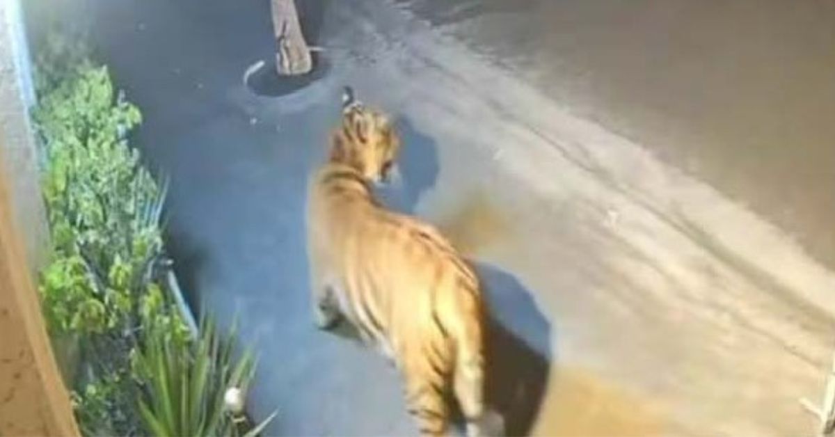 ఐదు రోజులుగా కంటిమీద కునుకు లేని గ్రామాలు.. పులిని బంధించేందుకు మెగా ఆపరేషన్.!