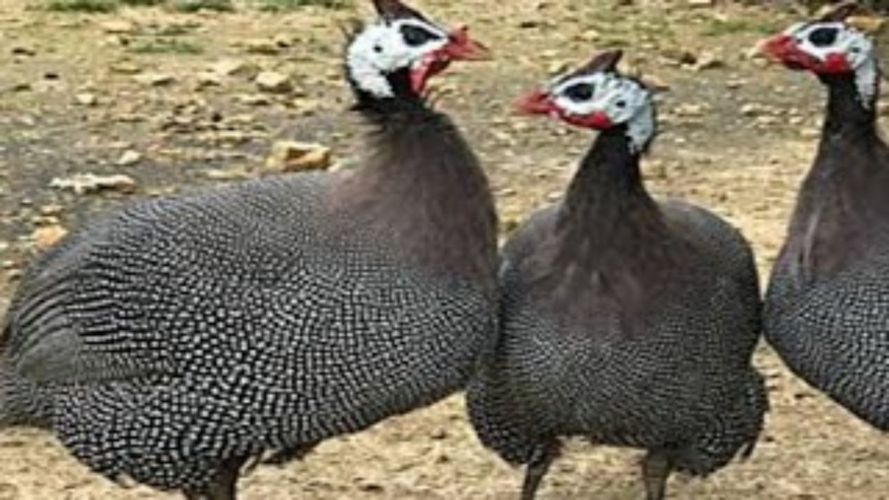 జీతం లేకుండా కాపలా..! ఫామ్ హౌస్‌లకు బెస్ట్ సెక్యూరిటీ పక్షులు..!