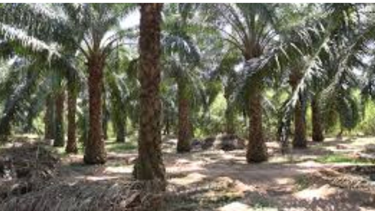 ఏపీలో ఆయిల్‌పామ్ రైతులకు ప్రభుత్వం భారీ ఊరట..! చరిత్రలోనే అత్యధిక ధర..!