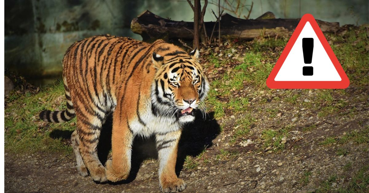 ఆ జిల్లాలో పెద్దపులి కలకలం.. పశువుల మందలపై దాడులు.. భయంలో గ్రామస్థులు!