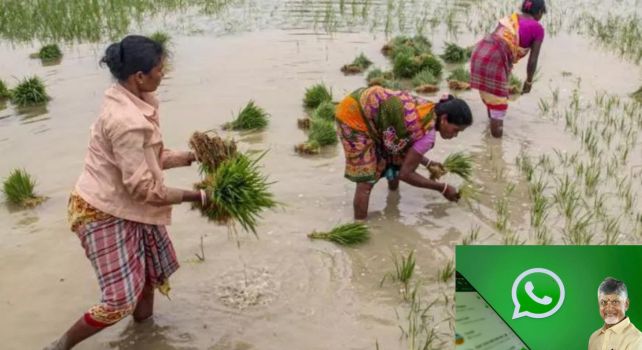 Mana Mitra : రైతన్నలకు గుడ్ న్యూస్ వాట్సాప్‌లో Hi కొడితే చాలు.. మీ ముంగిటకే సాగు సేవలు!