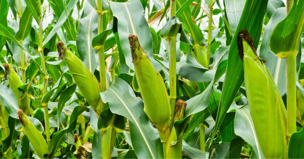 American Sweet Corn Farming: సిరులు కురిపిస్తున్న స్వీట్ కార్న్.. ఈ పంట వేస్తే తక్కువ పెట్టుబడితోనే భారీ లాభాలు!