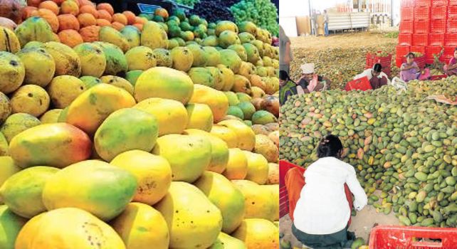 Mango: వేసవి ముందే మామిడి మార్కెట్ హాట్‌.. తోతాపురికి భారీ డిమాండ్!