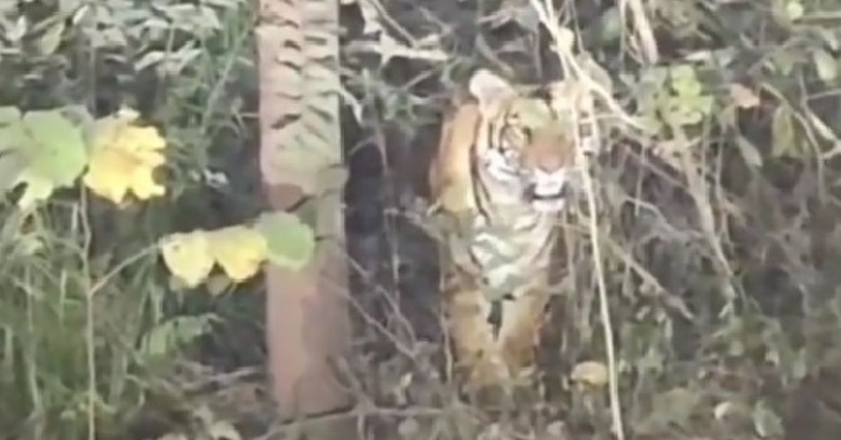Srisailam Tiger: నల్లమలలో భక్తకోటికి పులి భయం.. శ్రీశైల పాదయాత్రలో ఒళ్లు గగుర్పొడిచే అనుభవం!