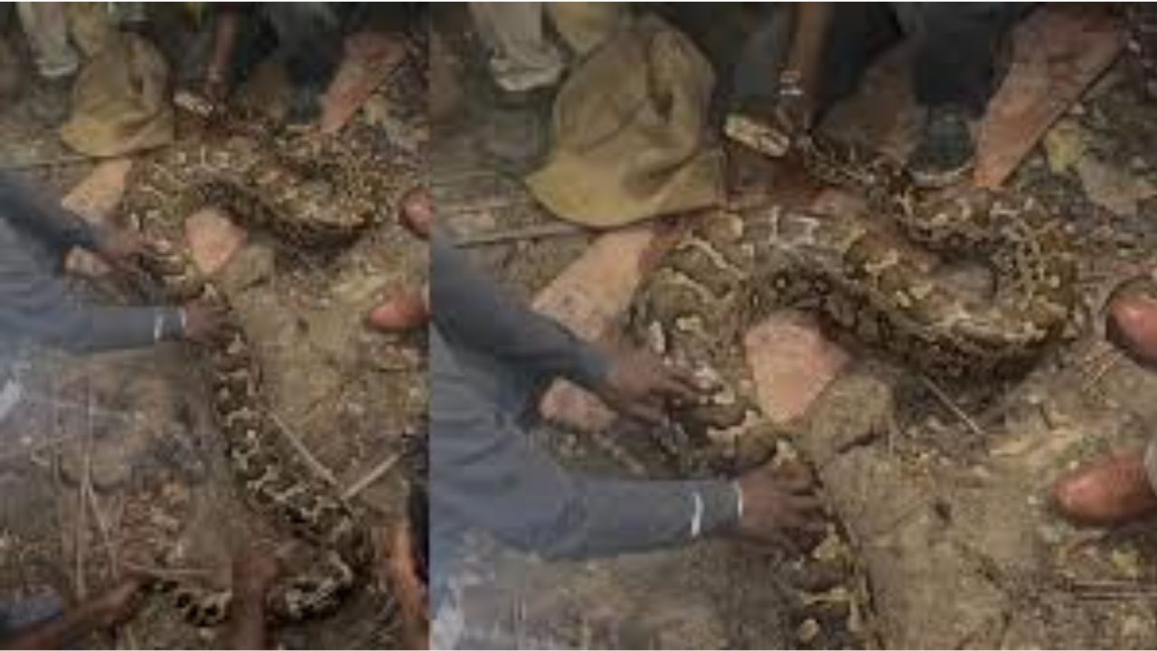 ViralNews: ఏలూరు జిల్లాలో పాముల కలకలం…! ఒక్కసారిగా మూడు కొండచిలువలు బయటకు..!