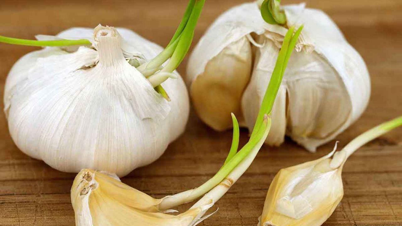 Sprouted Garlic: మీ ఇంట్లో వెల్లుల్లి మొలకలు వచ్చాయా? రెట్టింపు పోషకాలు మీ సొంతం...!