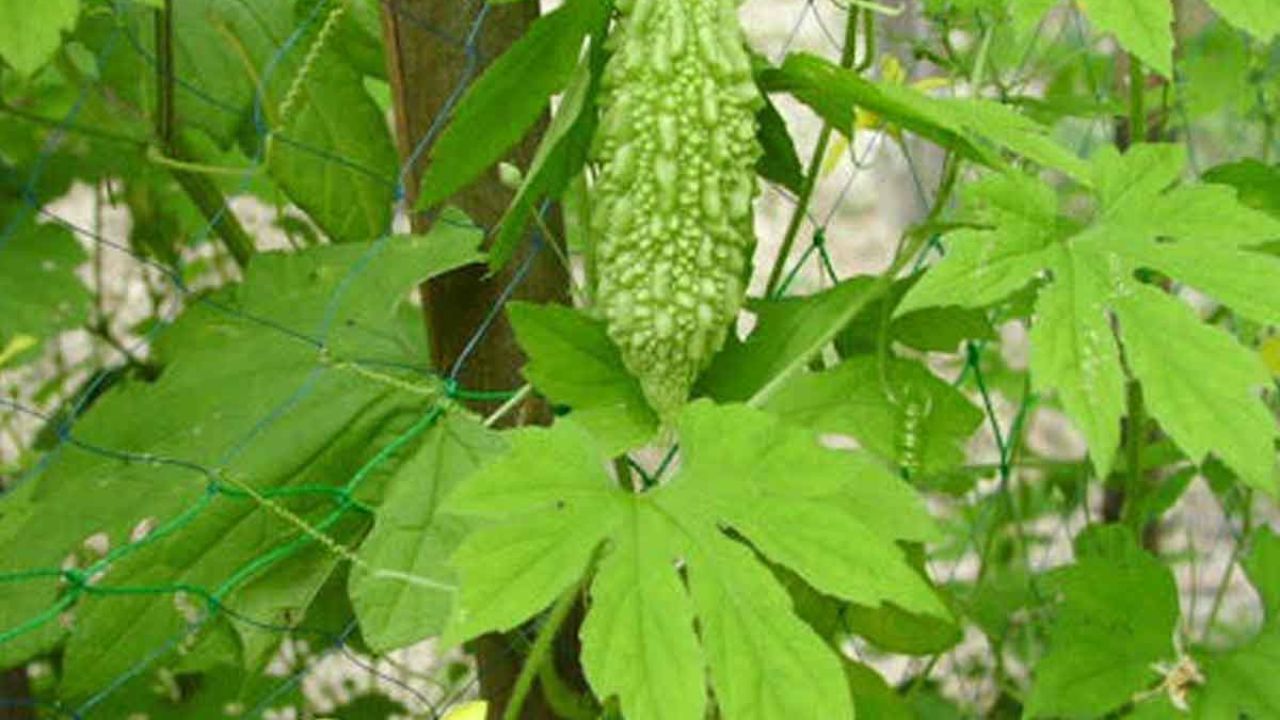 Bitter Gourd Leaves: కాకరకాయ కంటే కాకర ఆకులే పవర్‌ఫుల్…! ఆరోగ్య రహస్యం ఇదే!