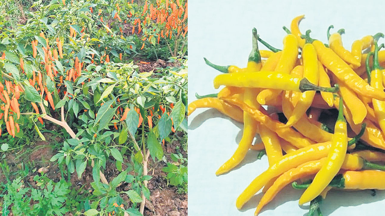 Yellow Chilli: ఎర్ర మిర్చి కాదు.. పసుపు మిర్చే పసిడి పంట! గుంటూరులో కొత్త సాగు విప్లవం!