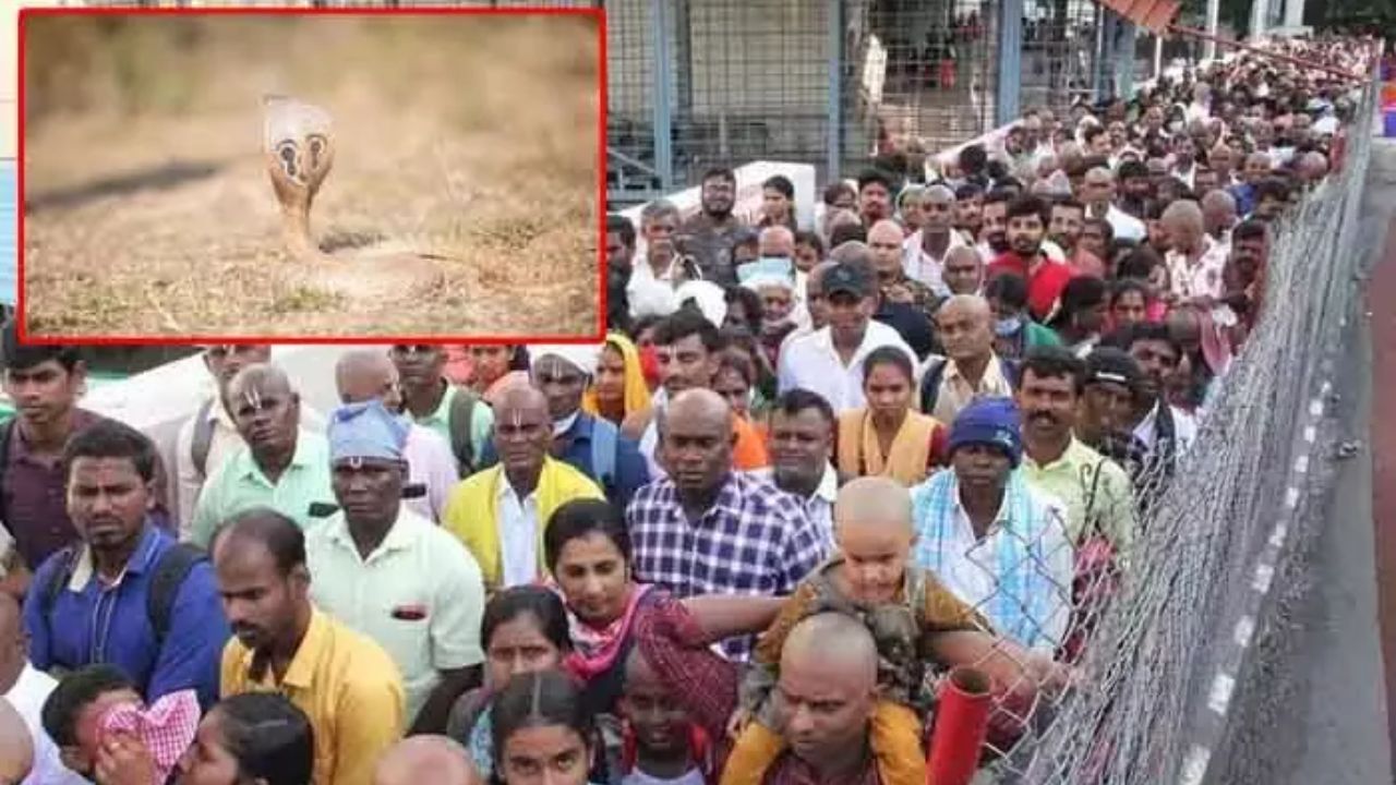 Tirumala: తిరుమల క్యూలైన్‌లో కలకలం...! శ్రీవారి దర్శనం క్యూలో భక్తురాలికి పాము కాటు..!