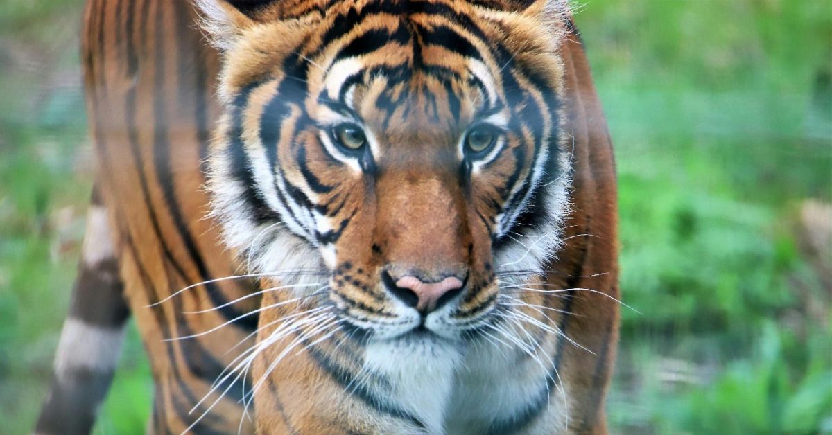 Polavaram Tiger: హై అలర్ట్.. పోలవరం ఏజెన్సీలో మళ్లీ 'పులి' కలకలం! అటవీ శాఖ కీలక సూచనలు..