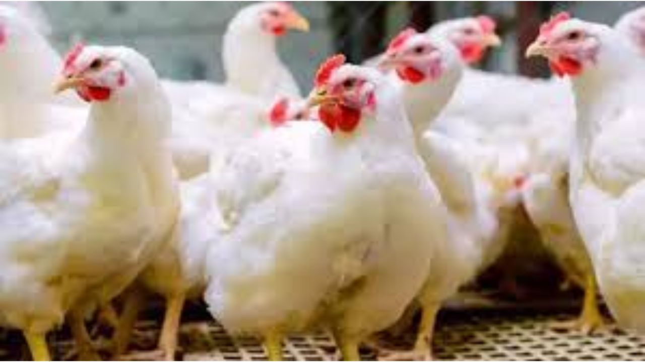 Chicken Price: చికెన్ ప్రియులకు షాక్! కేవలం వారం రోజుల్లోనే ఆకాశాన్ని తాకిన ధరలు..!