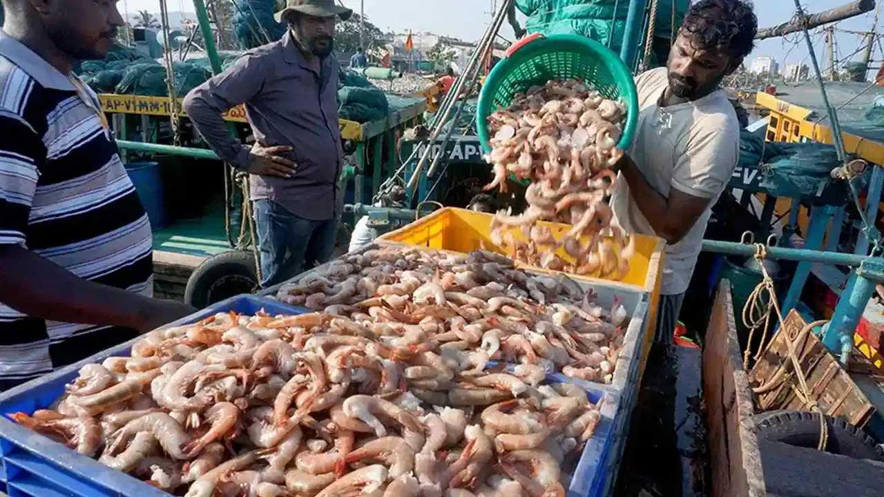 Aqua Farmers: సముద్రంలో రూ. 2500 కోట్లు... నిలిచిపోయిన కంటైనర్లు! ఆందోళనలో ఆక్వా రైతులు!