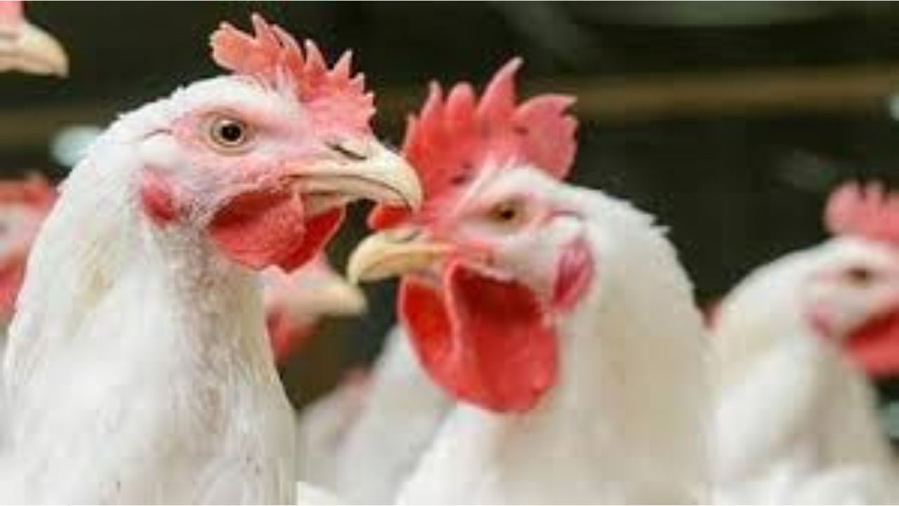 Chicken Prices: చికెన్ ప్రియులకు షాక్..! తెలుగు రాష్ట్రాల్లో ఆకాశాన్ని తాకుతున్న ధరలు!