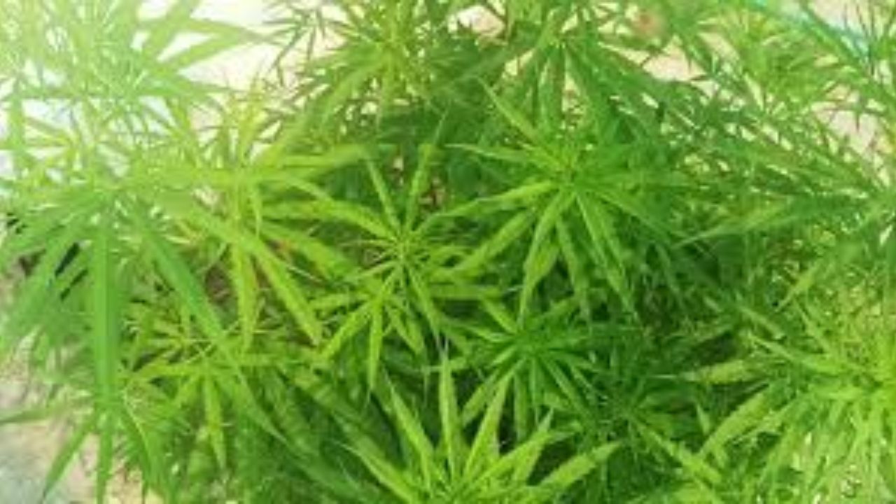 Ganja Seized: నూజివీడులో షాకింగ్ ఘటన! ఇంట్లోనే గంజాయి సాగు చేస్తున్న మహిళ!