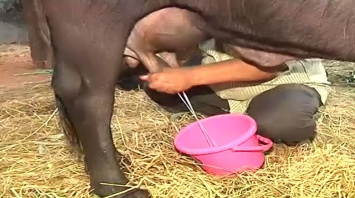 Milk Fat Increase Tips: పాడి రైతులకు కాసుల పంట... పాలల్లో వెన్న శాతం పెరగాలంటే ఈ చిట్కాలు పాటించాల్సిందే! 