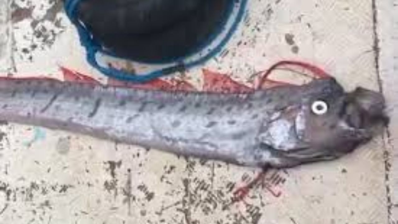 Oar Fish: 3,000 అడుగుల లోతు నుండి తీరానికి చేరిన ఓర్ ఫిష్..! శాస్త్రవేత్తలు ఏమంటున్నారు?