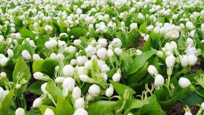 Jasmine Gardening Tips: వేసవిలో మల్లెలు విరబూయాలంటే ఈ చిన్న చిట్కాలు పాటించండి!