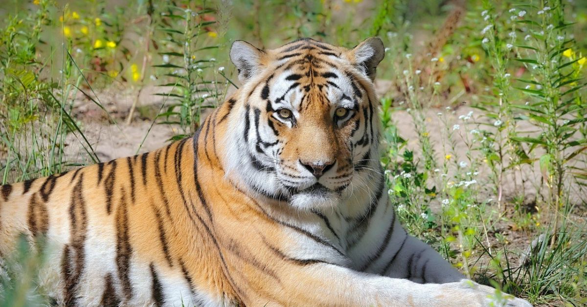 Annavaram: అలెర్ట్.. ఘాట్ రోడ్డులో డేంజర్ బెల్స్.. రాత్రి సమయాల్లో భక్తులు బయటకు రావొద్దని దేవస్థానం విజ్ఞప్తి..