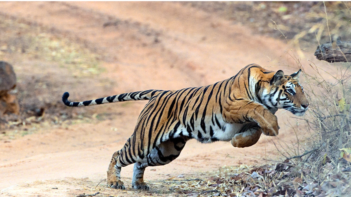 Tiger Hunt: మళ్ళీ పులి కలకలం.. భయాందోళనలో స్థానిక గ్రామాలు! ఆ ప్రాంతాలకు రెడ్ అలెర్ట్...
