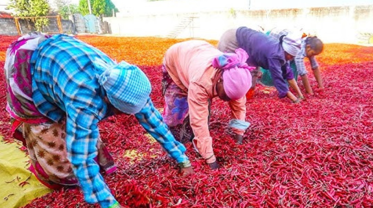 Mirchi Price Today: కాసులు కురిపిస్తున్న మిర్చి ధరలు..క్వింటా ధర ఎంతో తెలుసా?
