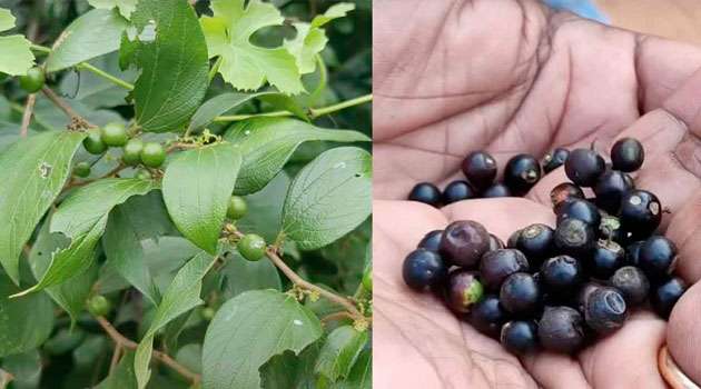 Pari Kayalu benefits: అడవి తల్లి ఇచ్చిన అద్భుత ఫలం.. ఈ వేసవిలో 'పరి కాయలు' మిస్ అవ్వకండి!