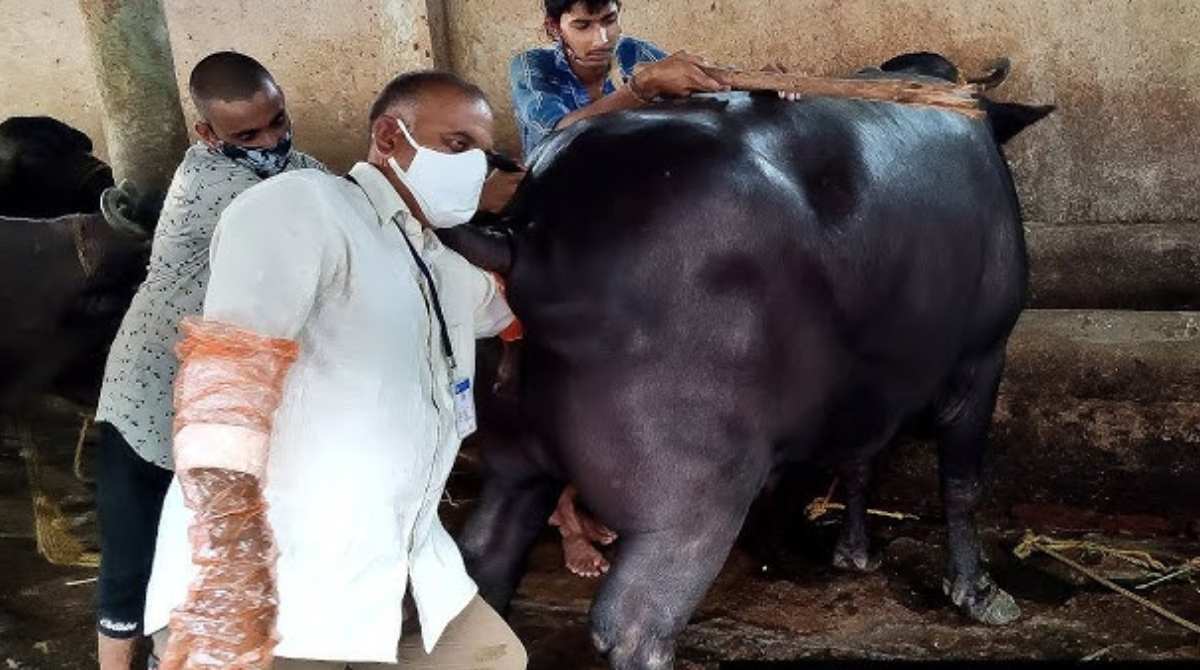 Veterinary News: పేడతోనే ప్రెగ్నెన్సీ టెస్ట్.. డైరీ రైతులకు వరంలా సీసీఎంబీ  సరికొత్త కిట్..!!