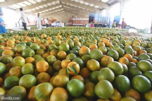 Agriculture News: రాయలసీమ నారింజ రైతుకు ‘పశ్చిమ’ సెగ..  పడిపోయిన ధరలు!