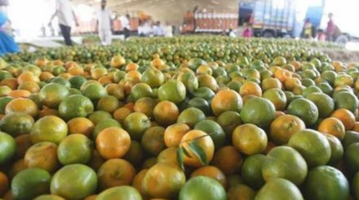 Agriculture News: రాయలసీమ నారింజ రైతుకు ‘పశ్చిమ’ సెగ..  పడిపోయిన ధరలు!