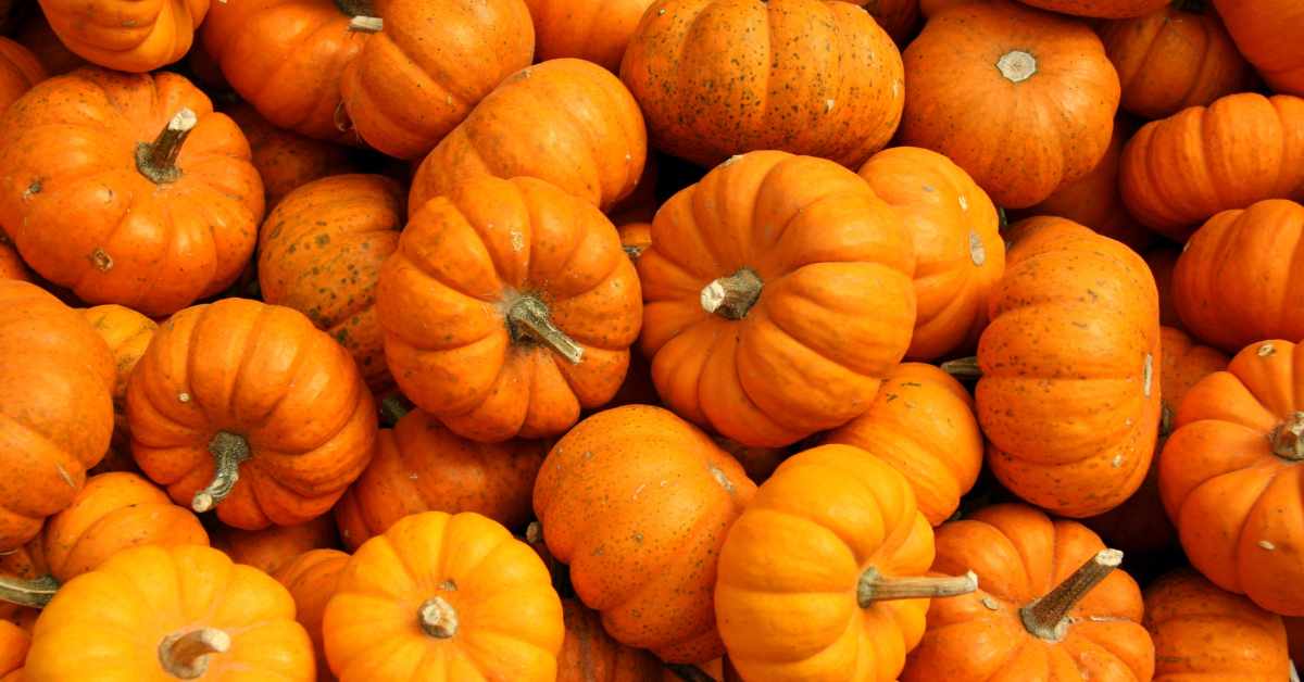 Pumpkin: ప్రపంచంలో గుమ్మడికాయ ఉత్పత్తిలో ఆ దేశం అగ్రస్థానం! భారత్ లో?