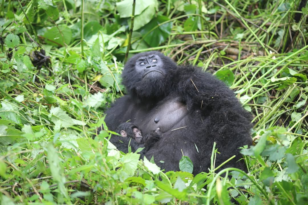 Virunga National Park: 1% ఛాన్స్ మాత్రమే.. కానీ మూడు నెలల్లోనే రెండోసారి! గొరిల్లా  చేసిన పనికి విరుంగా పార్క్‌లో సందడి.!